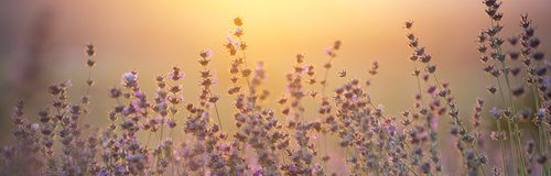 Lavender in the mountain valley during sunset. Beautiful natural